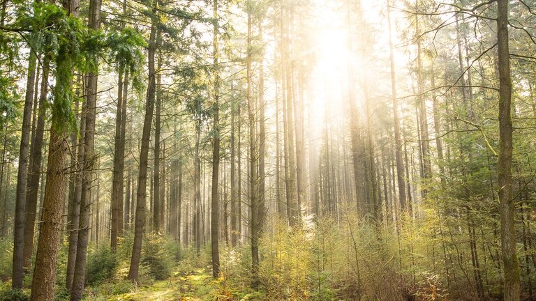 Bild von einem Nadelwald, die Sonne blitzt durch die Baumkronen. | © Unsplash