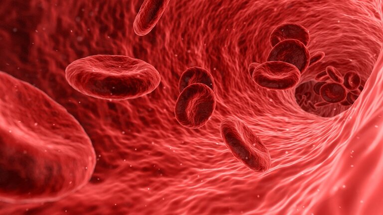 Erythrozyten in Blutbahn  | © pixabay