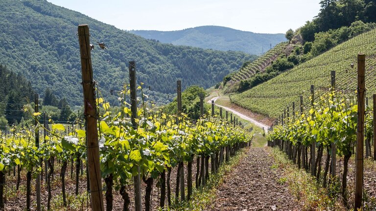 Blick auf Berge im Weinanbaugebiet | © Pixabay