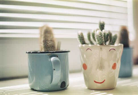 zwei Kaktuspflanzen auf dem Fensterbrett | © unsplash