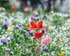 bunte Blumenwiese  | © pixabay