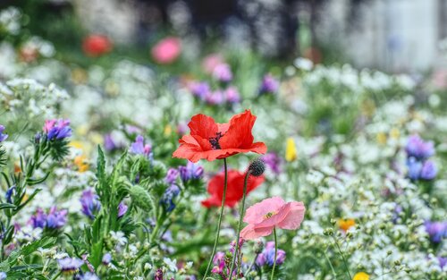 bunte Blumenwiese  | © pixabay