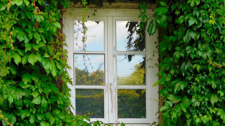 Fenster von außen, von Efeu umrandet  | © pixabay