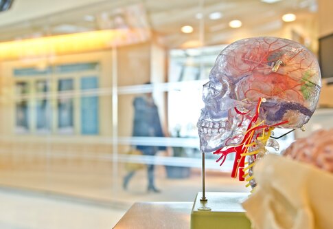 Ein Plastikmodell eines Gehirns im Wartezimmer eines Krankenhauses | © unsplash