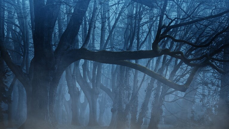 Ein dunkler Wald im Nebel während der Wintermonate | © pixabay