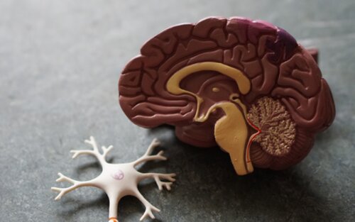 Modell einer Gehirnhälfte | © Robina Weermeijer/unsplash