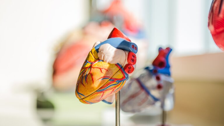 ein anatomisches Model eines Herzens | © pixabay