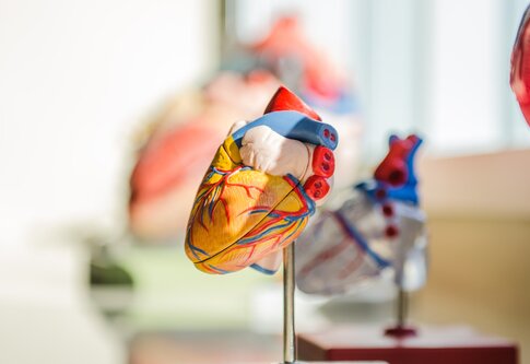 Medizinisches Herz auf Metallstange.  | © unsplash