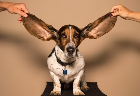 Hund mit langen Ohren.  | © Unsplash