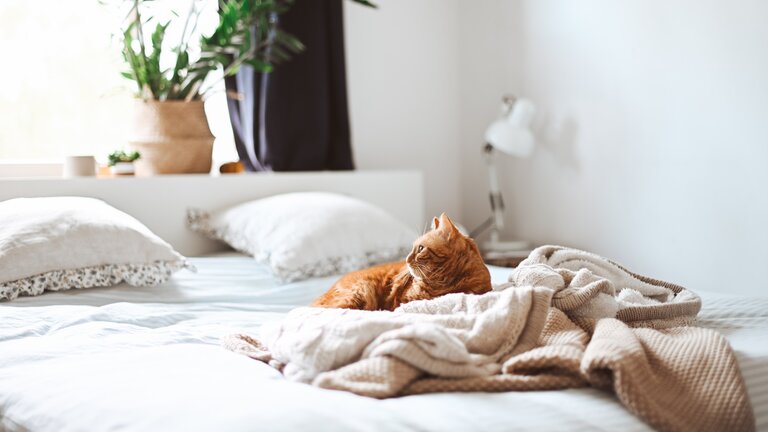 Eine Katze liegt im Bett | © Gaelle Marcel/unsplash
