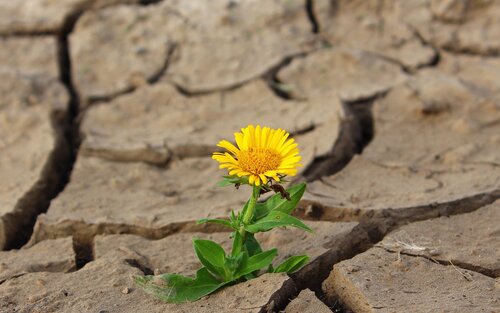 eine gelb blühende Blume in unfruchtbaren trockenen Boden | © pixabay