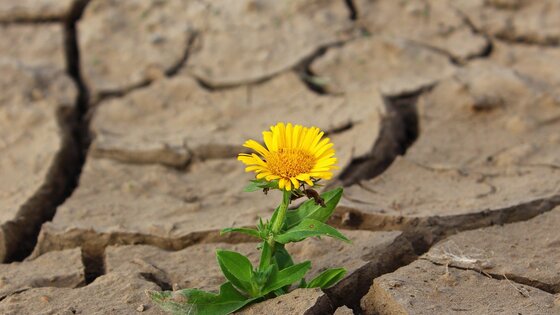 eine gelb blühende Blume in unfruchtbaren trockenen Boden | © pixabay