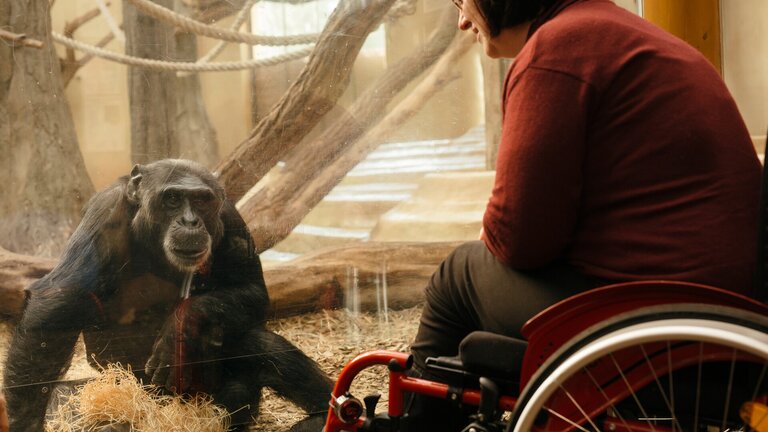 Foto von einem Affen in einem Zoo-Gehege, eine Frau im Rollstuhl sieht ihn an. | © Stadt Halle (Saale)