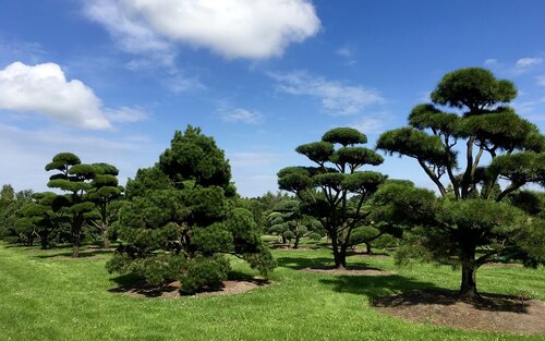 grüne Wiese mit mehreren großen Bäumen vor einem blauen Himmel | © Adrian Lack / Pixabay
