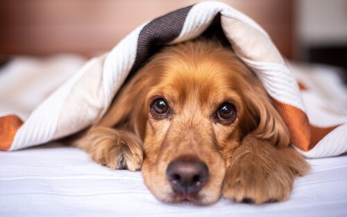 ein junger Hund liegt unter einer Decke | © pixabay