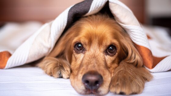 ein junger Hund liegt unter einer Decke | © pixabay
