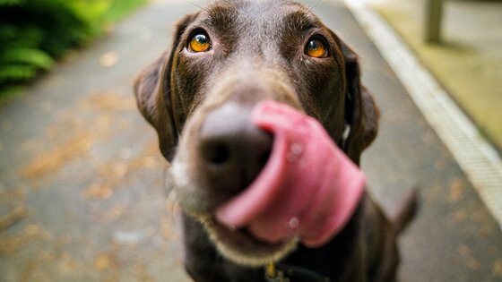 Im Fokus ist ein Hundegesicht eines braunen Labradors, der mit seiner Zunge seine Nase ableckt. | © James Barker/unsplash