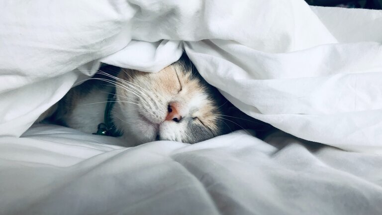 Eine weiß, schwarz, braun getigerte Katze liegt in unter einer Decke mit geschlossenen Auge. Man sieht nur das Gesicht. | © Kate Stone Matheson/ unsplash
