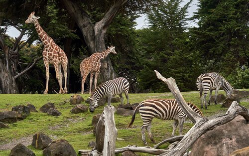 Giraffen und Zebras im Zoo. | © nikolay tchaouchev/unsplash