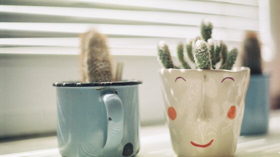 zwei Kaktuspflanzen auf dem Fensterbrett | © unsplash