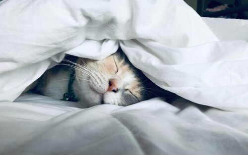 Schlafende Katze unter einer weißen Bettdecke | © Unsplash.com