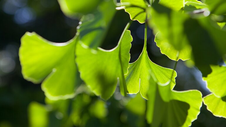 Blätter eines Ginkgo-Baumes | © unsplash