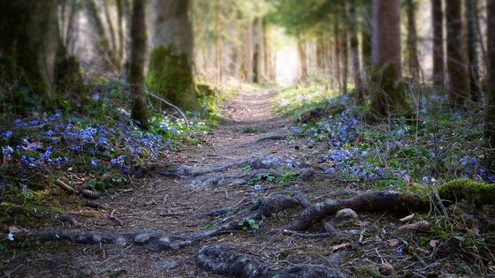 Waldweg mit blauen Blumen im Moos. | © Pixabay