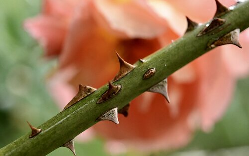 Dornen einer Rose | © Pixabay