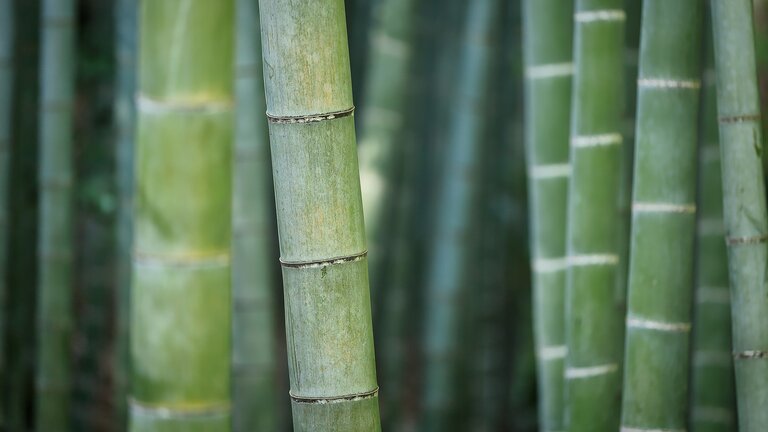 Zu sehen sind verschieden grüne Bambusrohre, dabei ist ein Bambusrohr vorne im Fokus. | © Albrecht Fietz/ pixabay