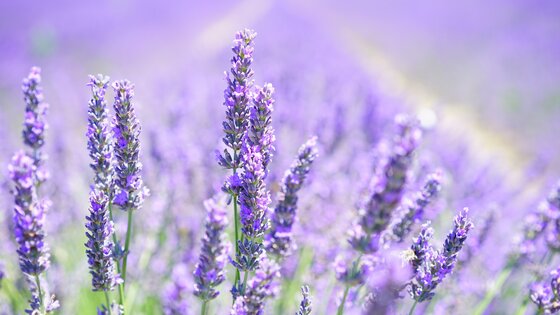 Lavendel | © Hans Braxmeier/pixabay