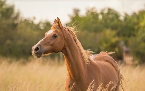 Pferd | © Sarah Olive/unsplash